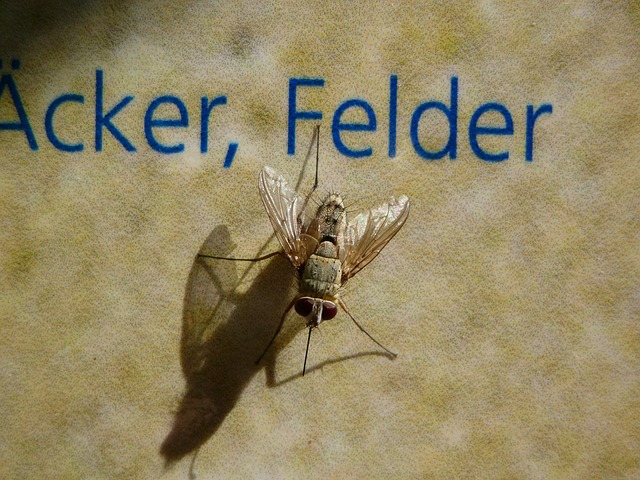 Flyve, Insekt, Larveflue