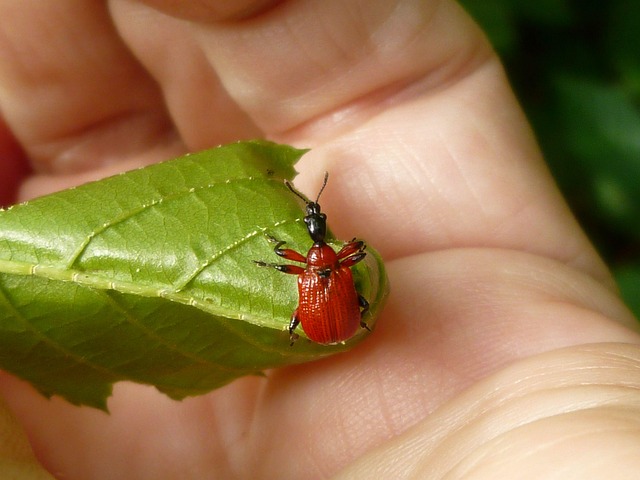 Free Insect Beetle photo and picture