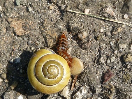 Insect, Beetle, Larva