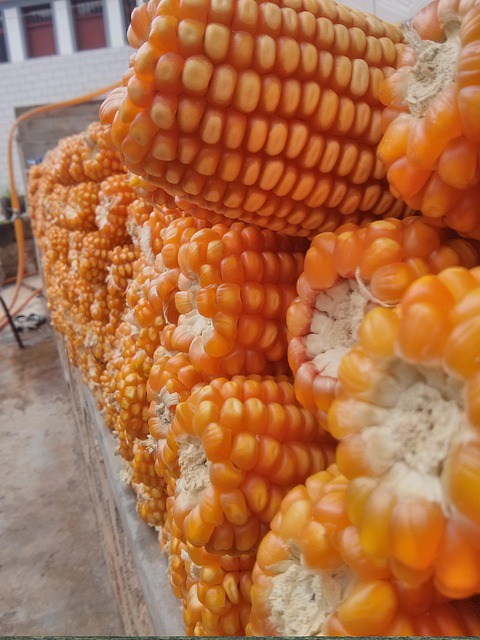 Free Corn Bumper Harvest photo and picture