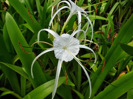 Spinne, Lilie, Pflanze, Blume, Natur