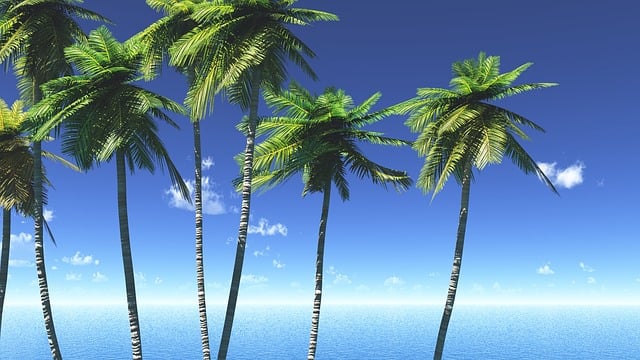 Free sea sky leaf illustration
