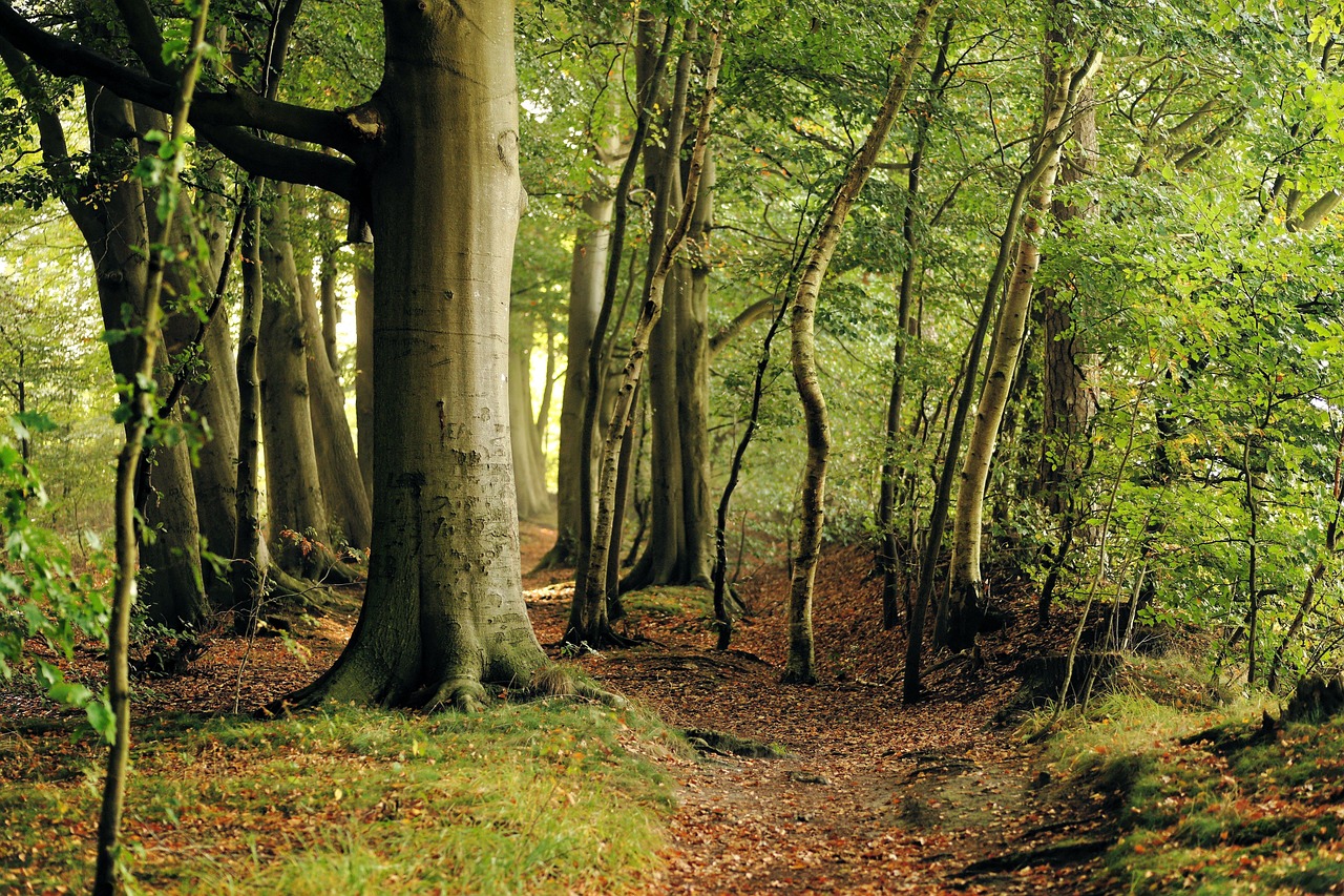 Beech Tree Forest Late Free Photo On Pixabay Beech Tree Forest Late Free Photo On Pixabay