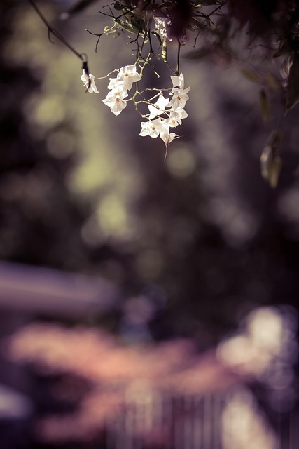 Free Flower Bokeh photo and picture