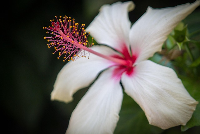 Free Flower Bloom photo and picture