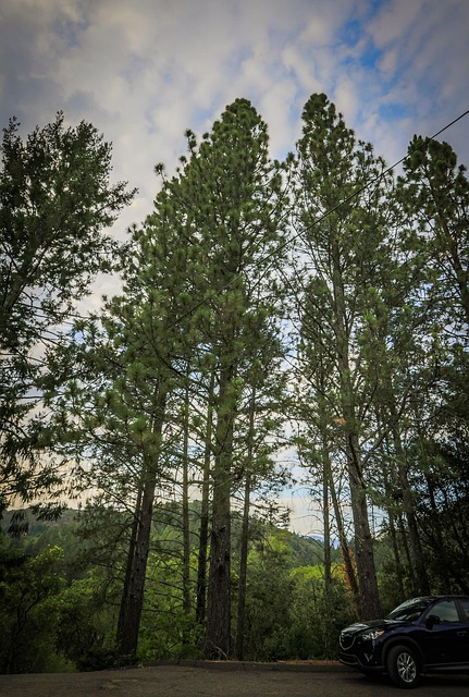 Free Trees Sky photo and picture