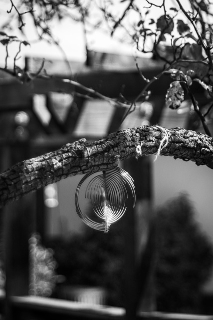 Free Reflector Branch photo and picture