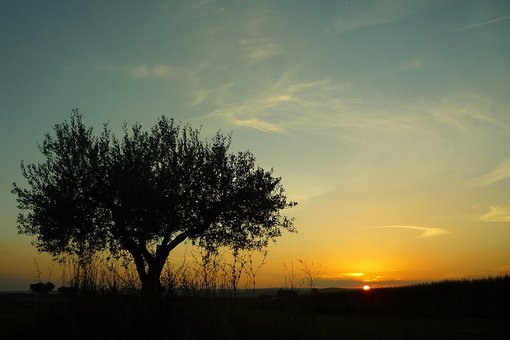 Campingplads, Alentejo, Portugal, Oliven