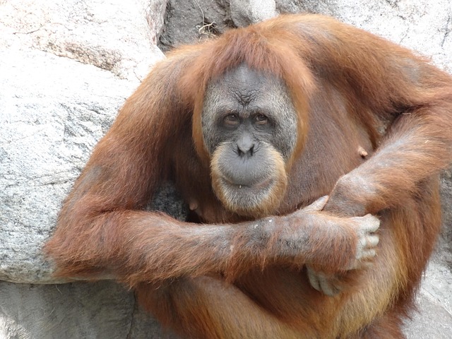Free Orang Utan Zoo photo and picture