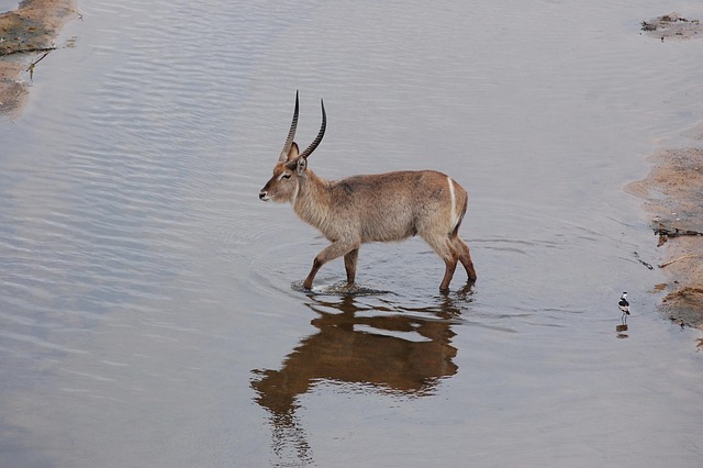 Free Waterbuck Safari photo and picture