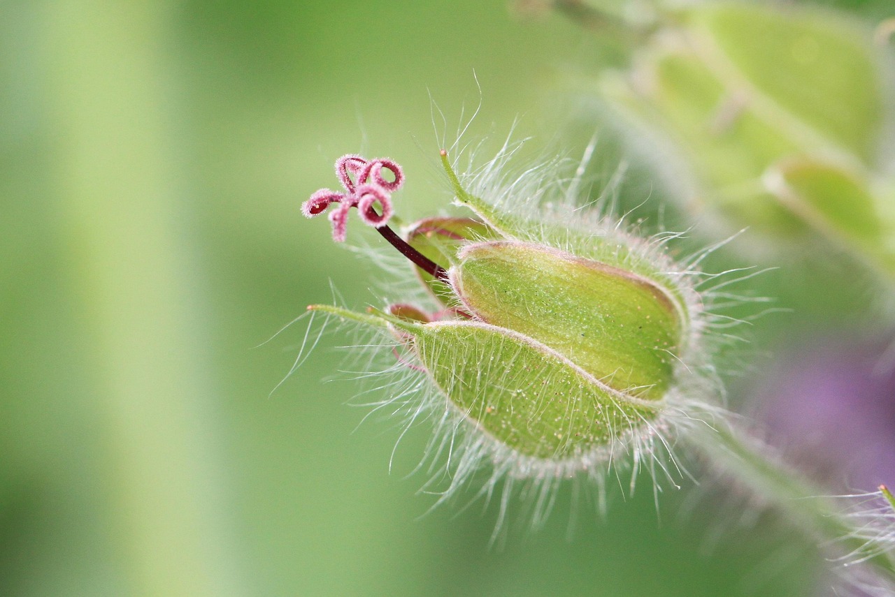 Cranesbill - free online jigsaw puzzle photo