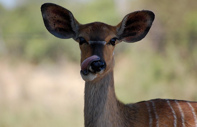 Free Antelope South Africa photo and picture