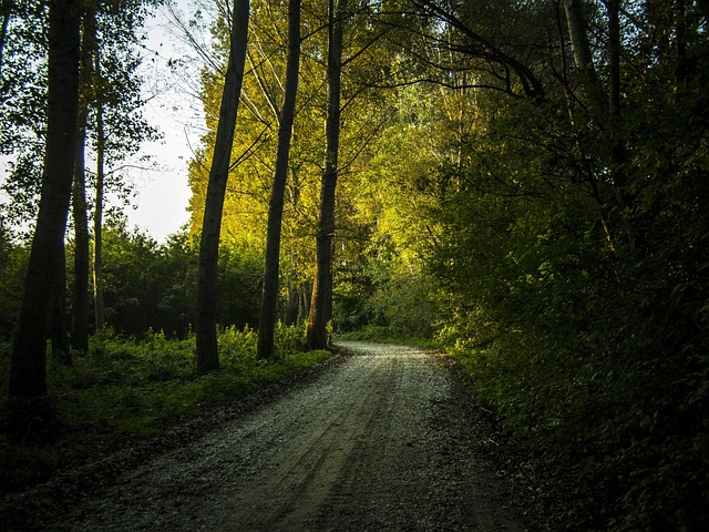 Free Forest Autumn photo and picture