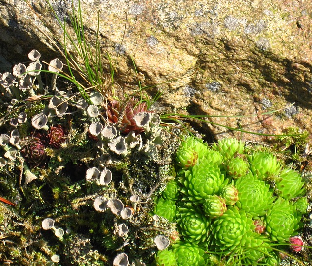 Free Rock Garden Houseleek photo and picture