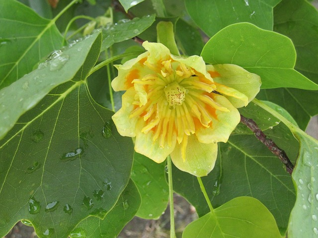 Free Tulip Tree Liriodendron Tulipifera photo and picture