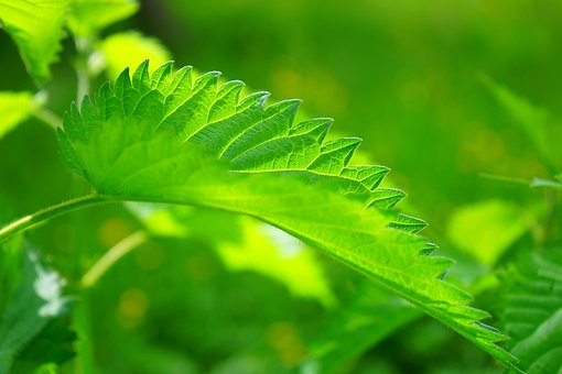 Free Leaves Stinging Nettle photo and picture