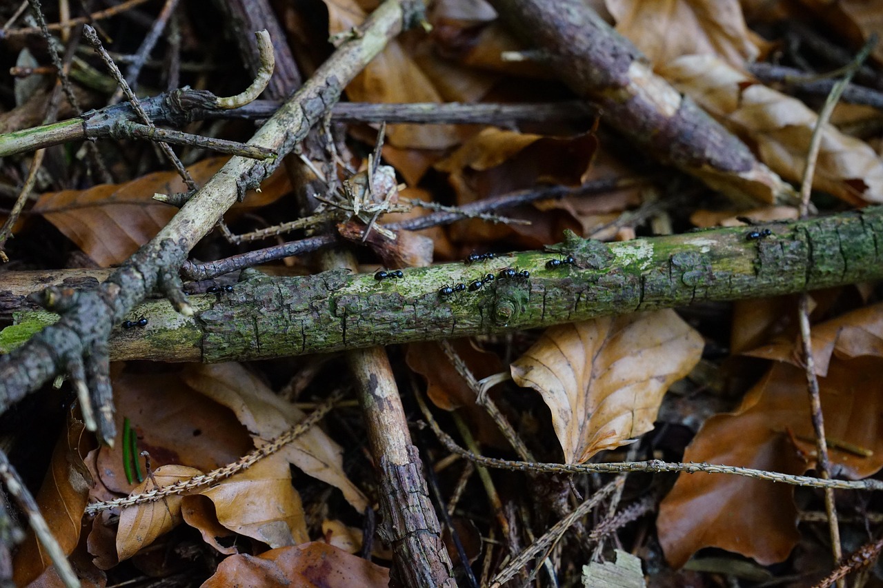 Ant Road - free online jigsaw puzzle photo