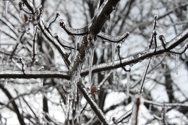 Free Icicles Ice photo and picture