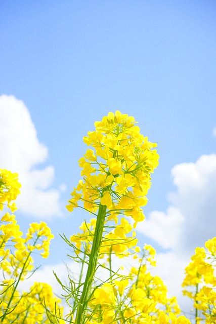 Free Rapeseed Flowers Inflorescence photo and picture