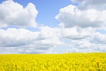 field of rapeseeds, sky, clouds