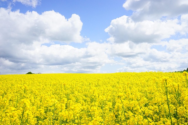 Free Field Of Rapeseeds Heaven photo and picture