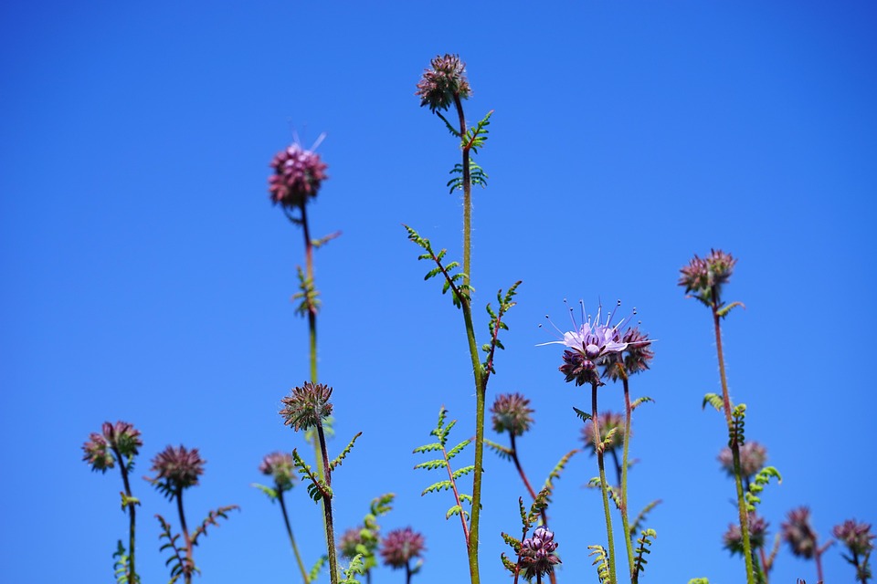 Phacélie Fleur Fleurs - Photo gratuite sur Pixabay