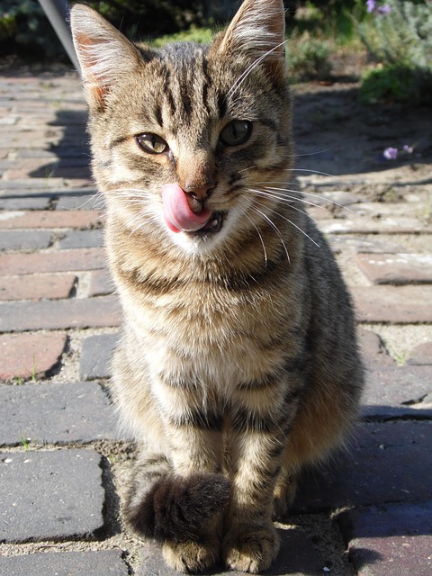 Kat, Kitten, Kleine, Dieren, Dier