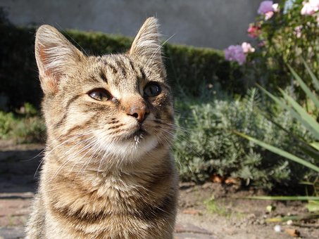 Kat, Kitten, Kleine, Dieren, Dier