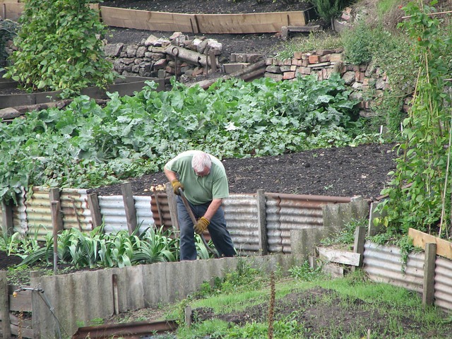 Free Gardening Gardener photo and picture