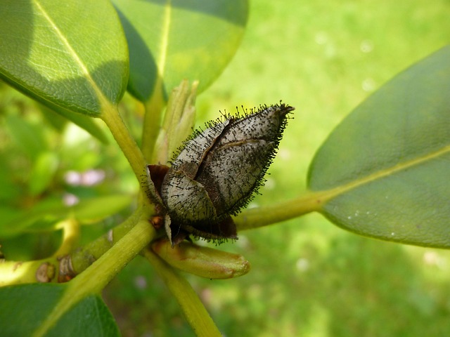 Rhododendron, Blomsterknop, Champignon