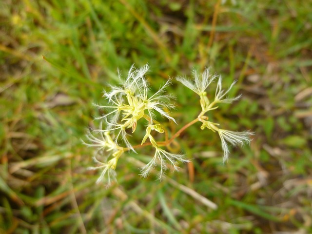 Sten Baldrian, Blomst