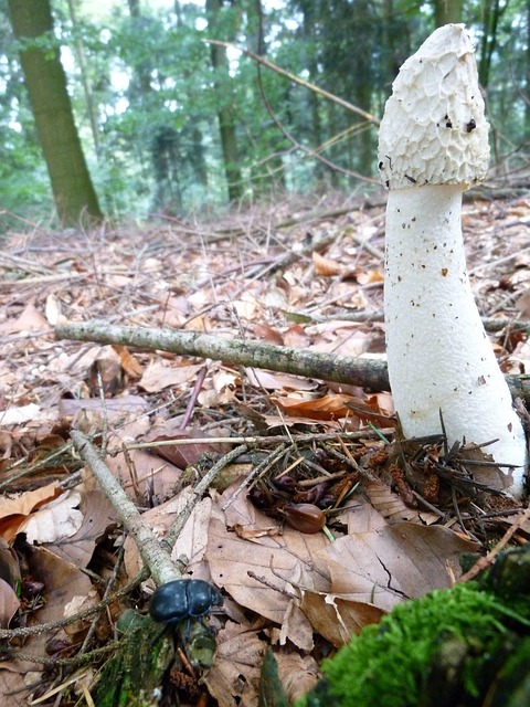 Stinkmorchel, Morel, Champignon