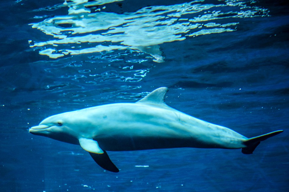Dolphin Marine Mammals Animals Free Photo On Pixabay Dolphin Marine Mammals Animals Free Photo On Pixabay