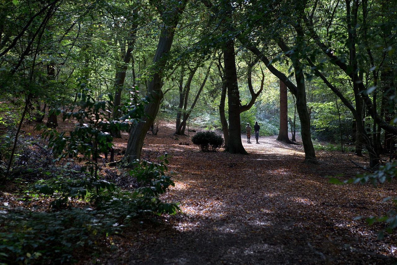 Walkers Woodland Landscape · Free photo on Pixabay
