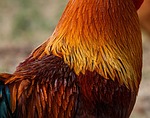 rooster, feathers, cockerel