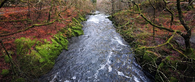 Bachlauf, Wald, Wasser, Fluss, Bäume