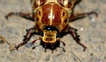cockroach, insecta, happy