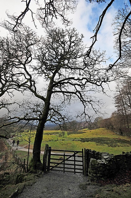 Baum, Tor, Ländlich, Cumbria, Wasser