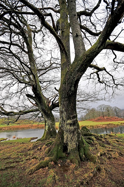 Baum, Cumbria, Wasser, Natur, Landschaft