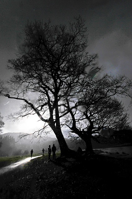 Regen, Baum, Cumbria, Regentropfen