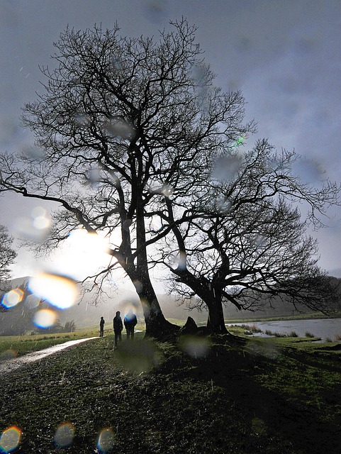 Baum, Regen, Cumbria, Wetter, Wasser