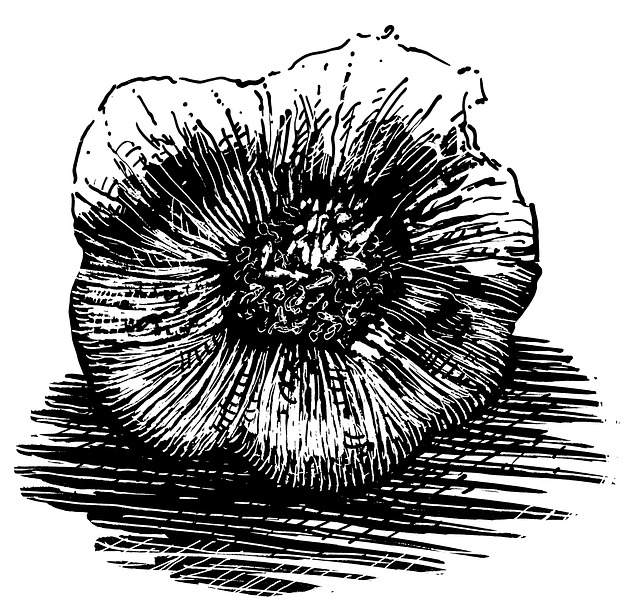 Free garlic food culinary illustration
