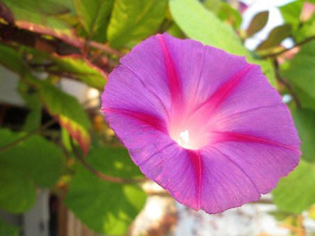 Free Magnificent Winds Climber Plant photo and picture