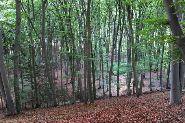 Free Deciduous Forest Forest photo and picture