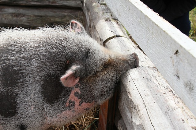 Free Piggy Swine photo and picture