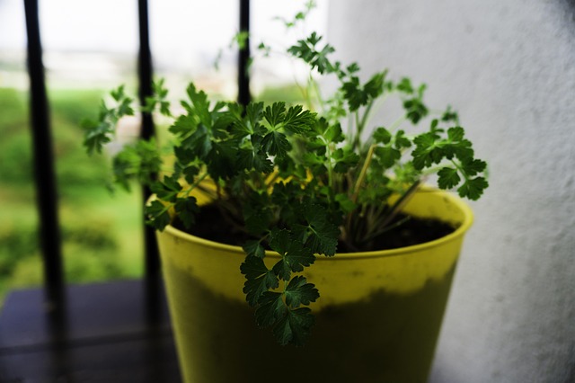 Free Parsley Herbs photo and picture