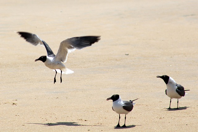 Free Seagulls Fly photo and picture