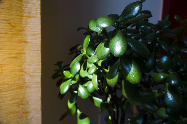 Free Jade Plant photo and picture
