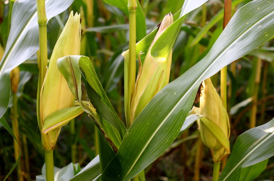Tanaman Jagung Rebus Foto Gratis Di Pixabay