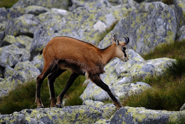 Free Chamois Tatra Mountains photo and picture